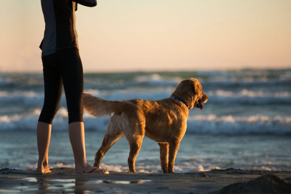 Beach walkies with dog.