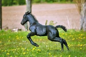 Bounding foal in field