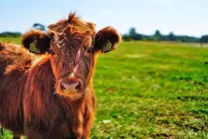 Bull calf in field