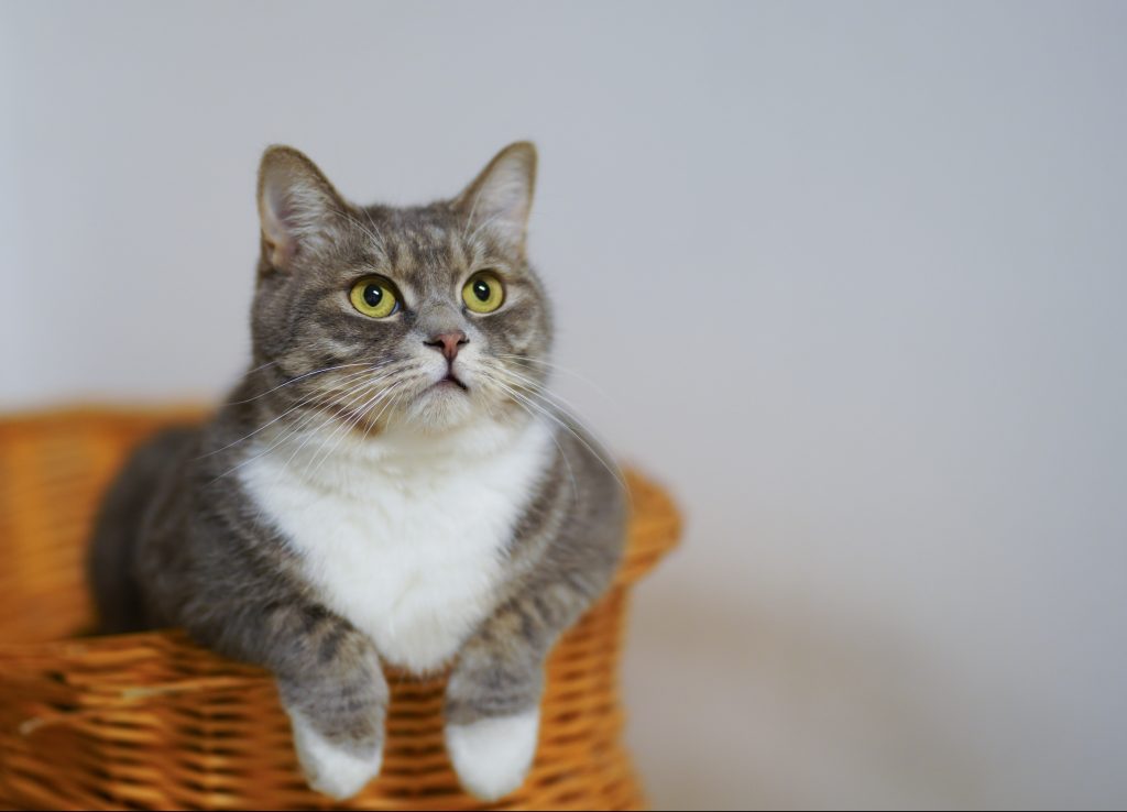 Cat in a basket, looking at something.