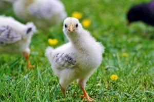 A chick on grass looking at camera