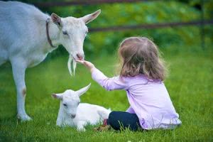 Goats getting fed by little girl