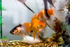 Goldfish in aquarium