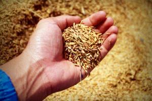 Man holding grain in hand