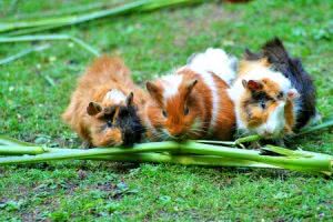 Guinea pigs eating