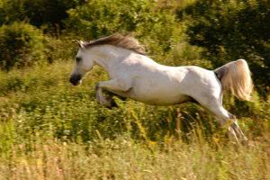 Horse jumping in field