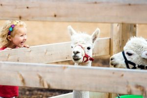 Llamas in enclosure, girl laughing