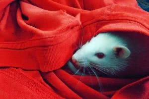 Pet rat inside red shirt