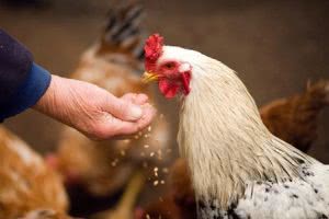 Rooster eating grain from hand