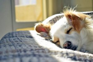 Dog sleeping on bed