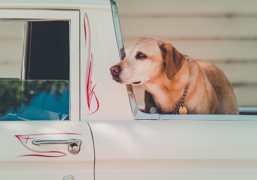 Sweet dog in the back of a ute.