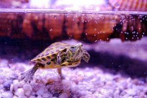 Turtle swimming in aquarium