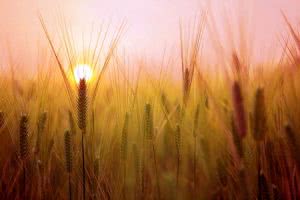 Wheat field at sunset