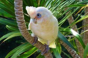 White parrot looking at camera